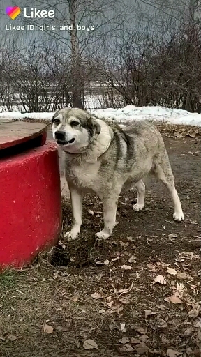 Вот так собачка?