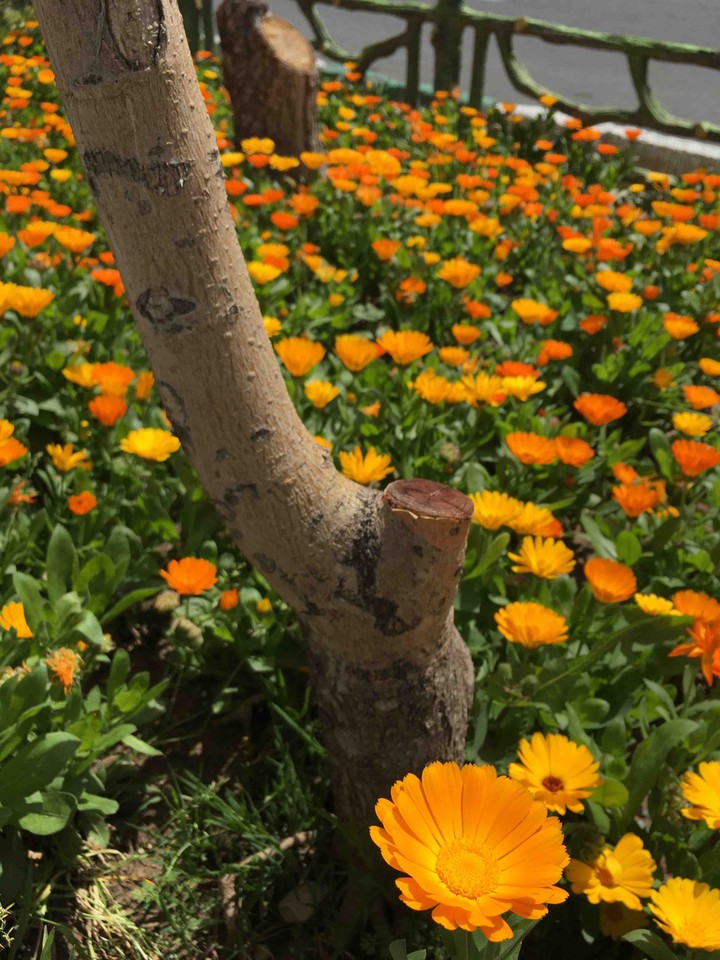 spring in 2020