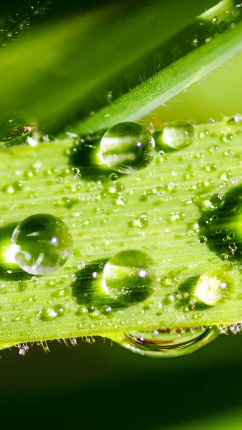 Raindrops