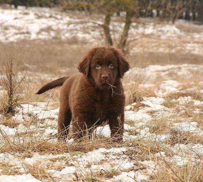 Puppy