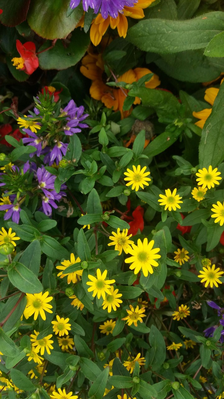 Flower rainbow #2