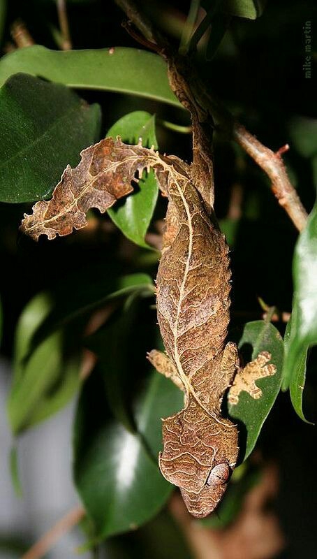 chameleon 04