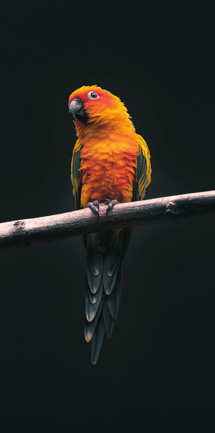 bird