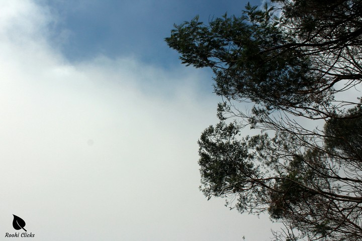 branches of a tree staring into the sky