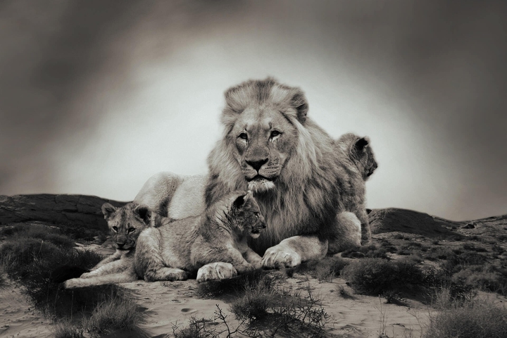 lion