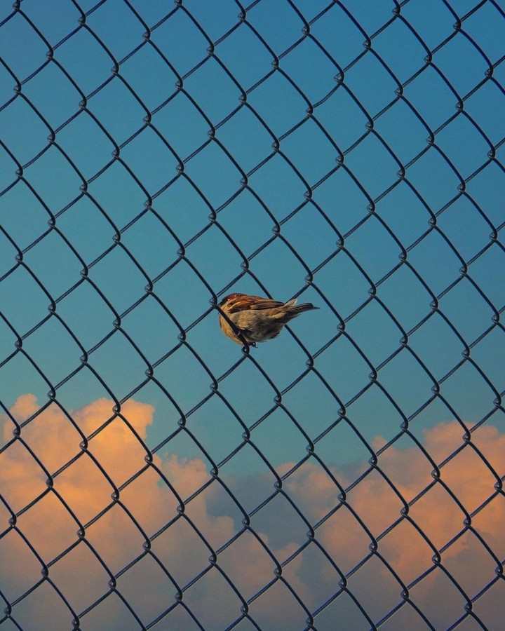 s ᴘ ᴀ ʀ ʀ ᴏ ᴡ