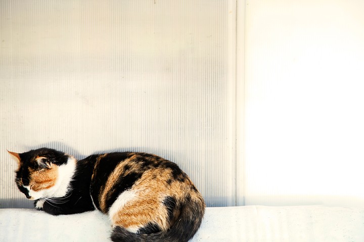 잠든 고양이