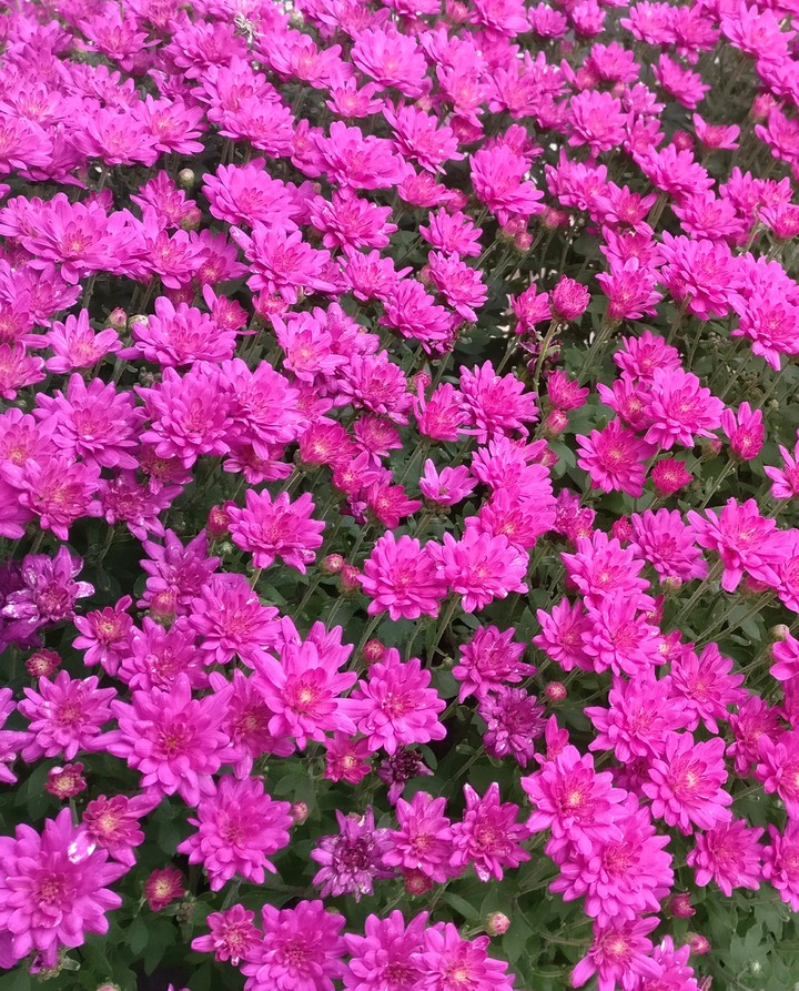 pink purple mums