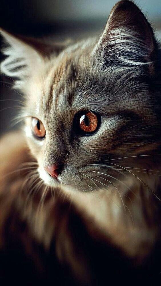 orang cats