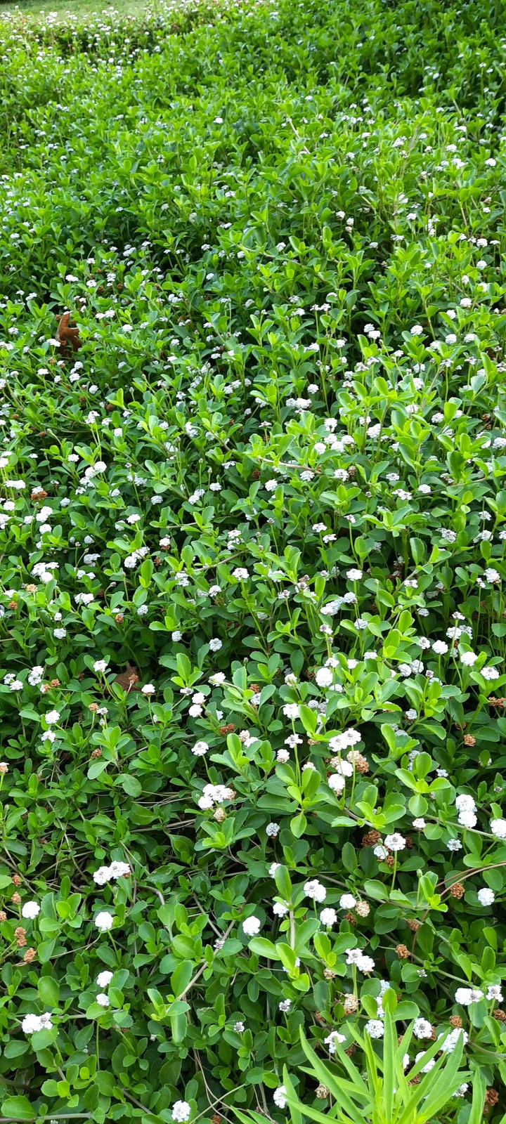greeni