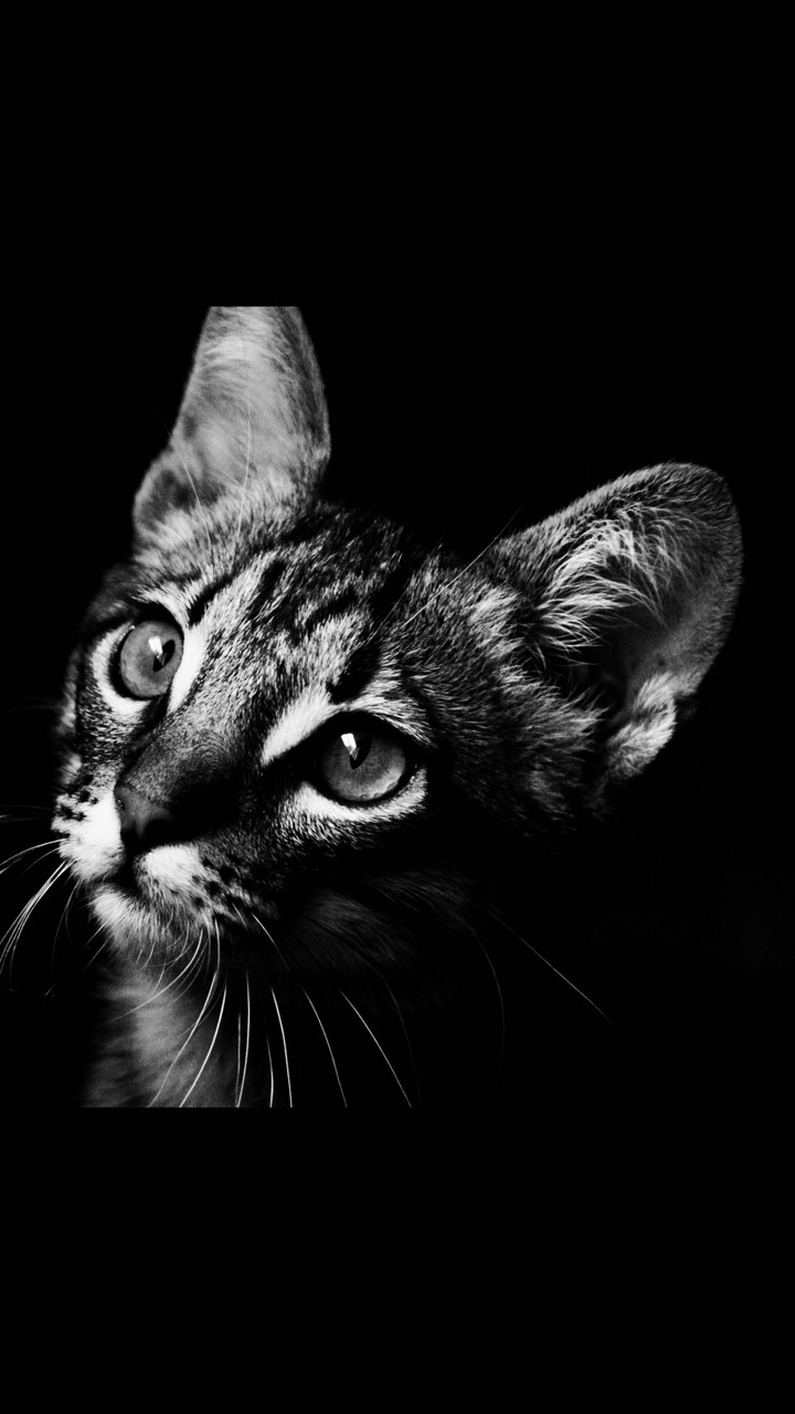 curios cat
