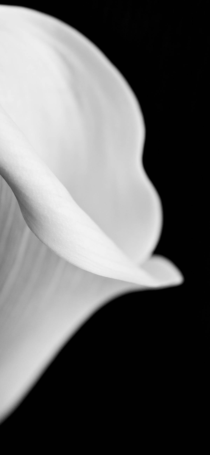 white flower