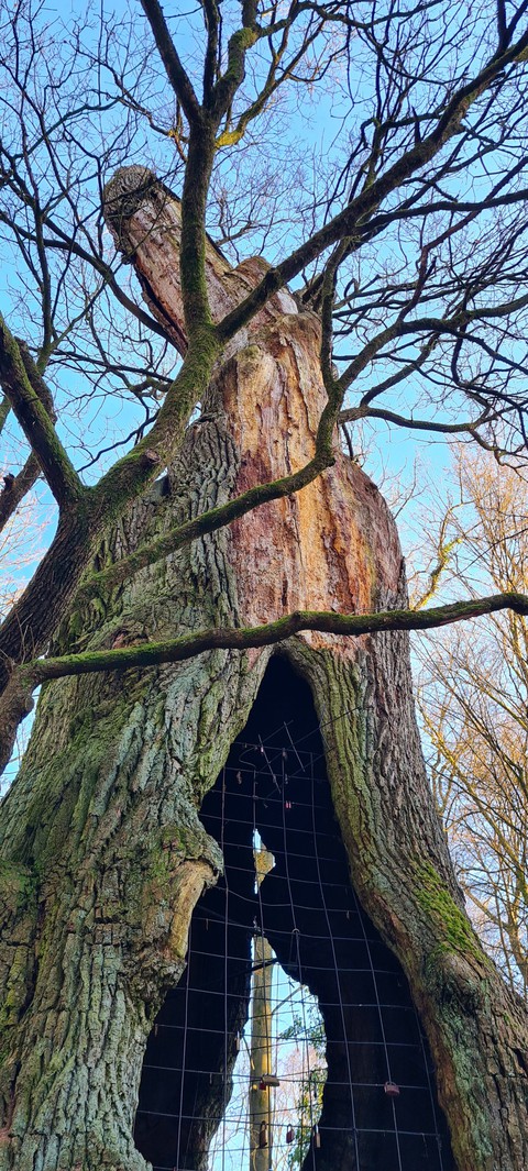 1000 years old Oak / 1000 Jährige Eiche Schloß Holte-Stuken