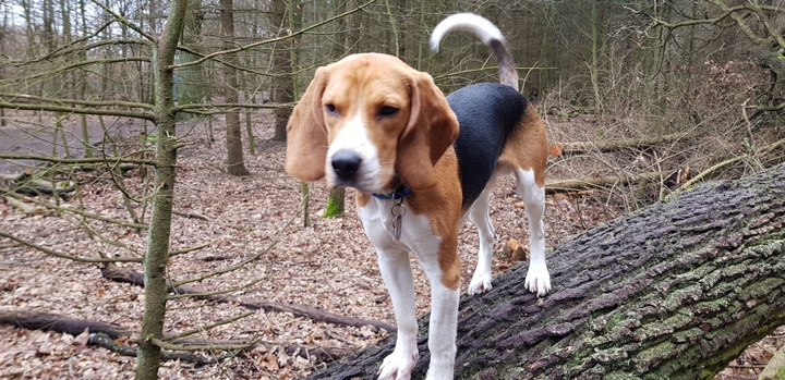 dog