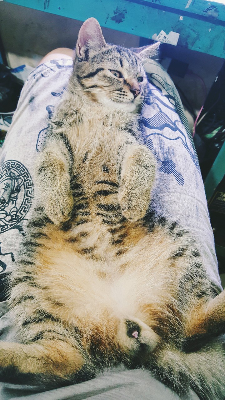 my cat
