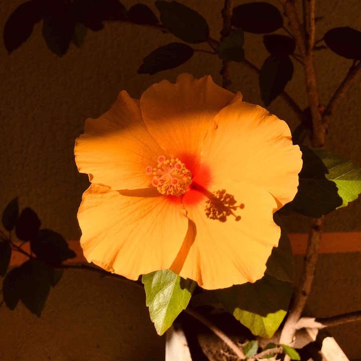 florzinha 2