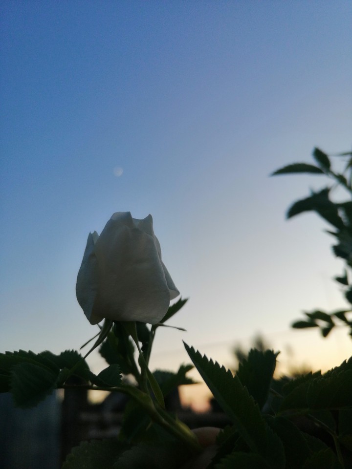 цветок и луна, flower&moon