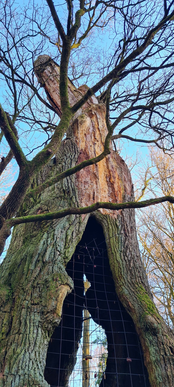 1000 years old Oak  / 1000 Jährige Eiche Schloß Holte-Stuken