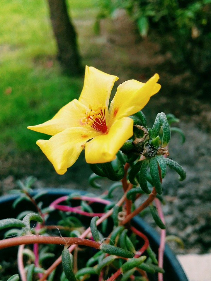 the flower i love