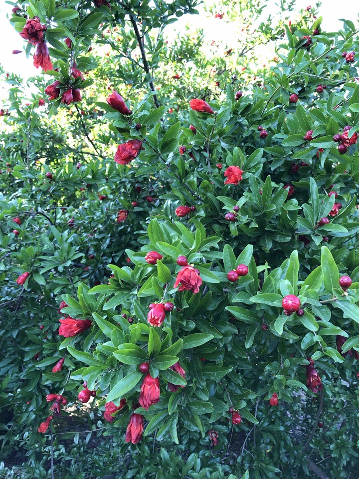 Pomegranate (Şəmkir)