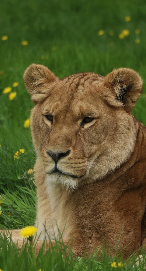 Animali