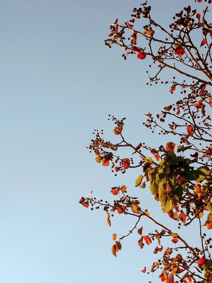 Hello Fall Leaves