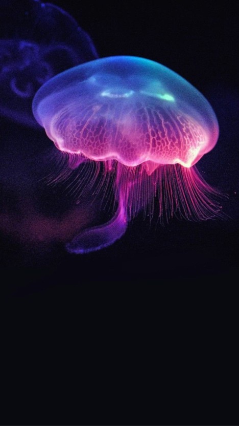 Jellyfish