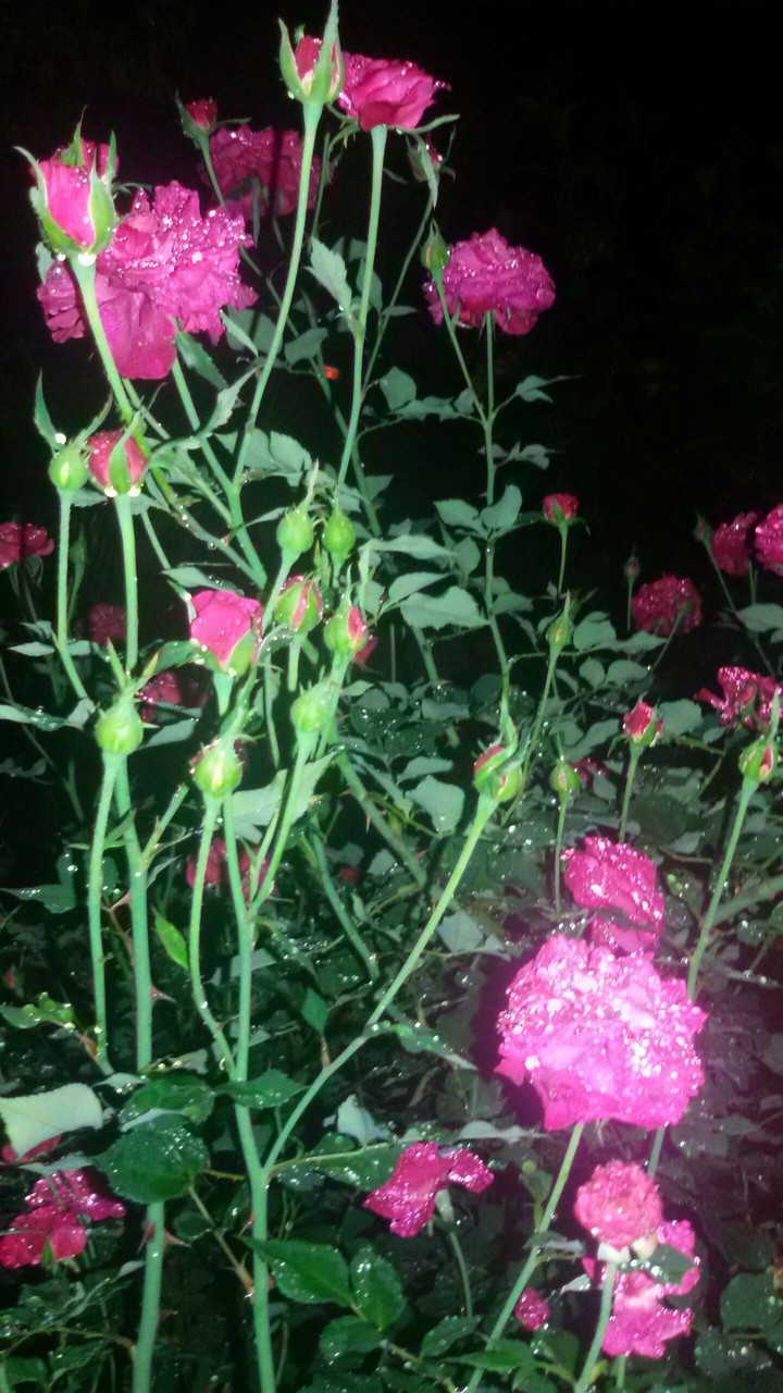 Pink night with rain!!!