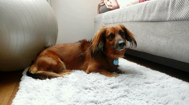 Dog