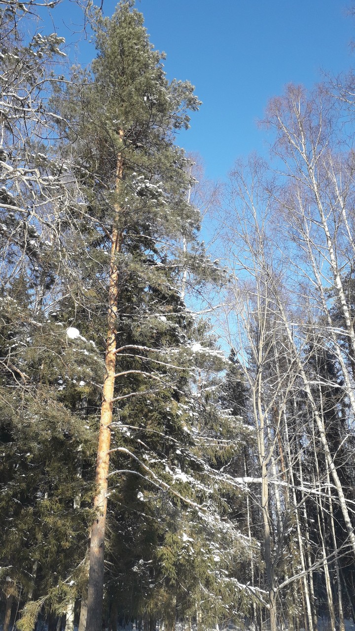 зимний лес