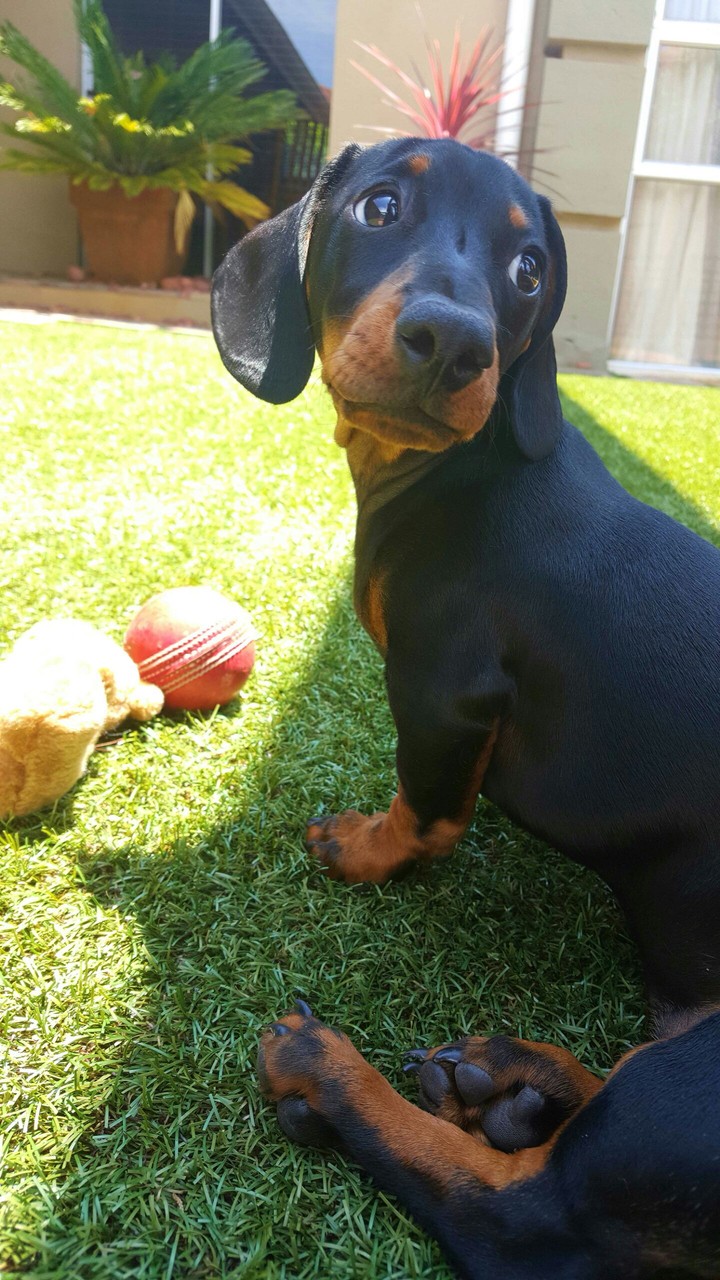 Dog