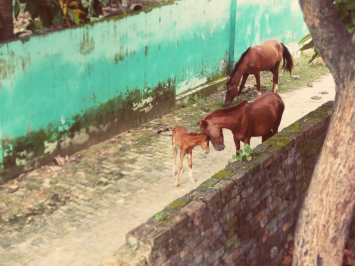 Mother and baby horse