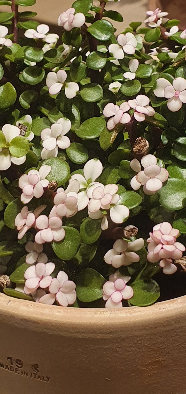 Cute flower
