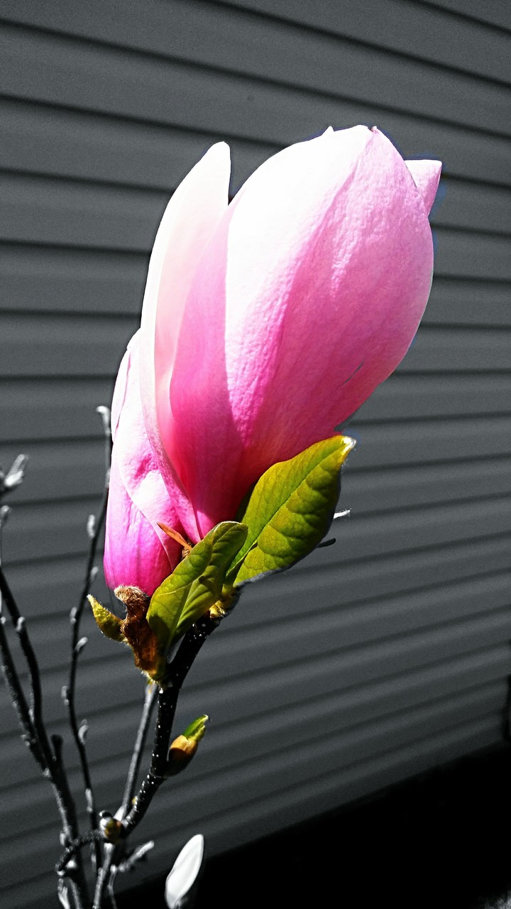 Spring Flowers