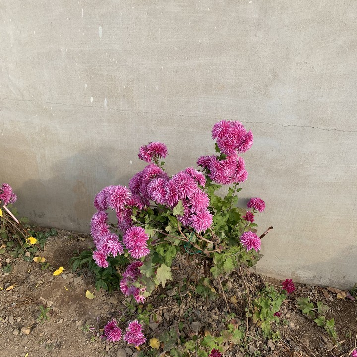 flowers