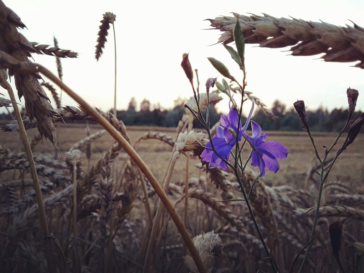 flower