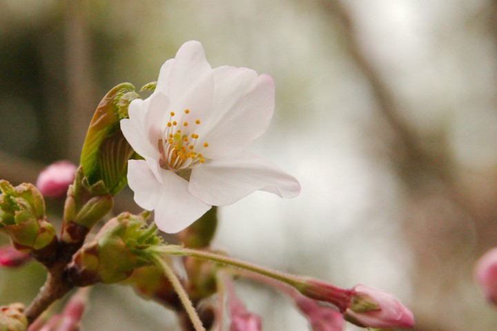 Cherry blossom