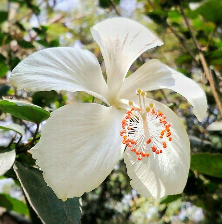 Hibiscus