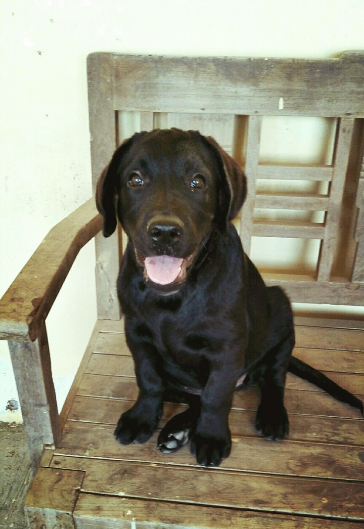 lab puppy