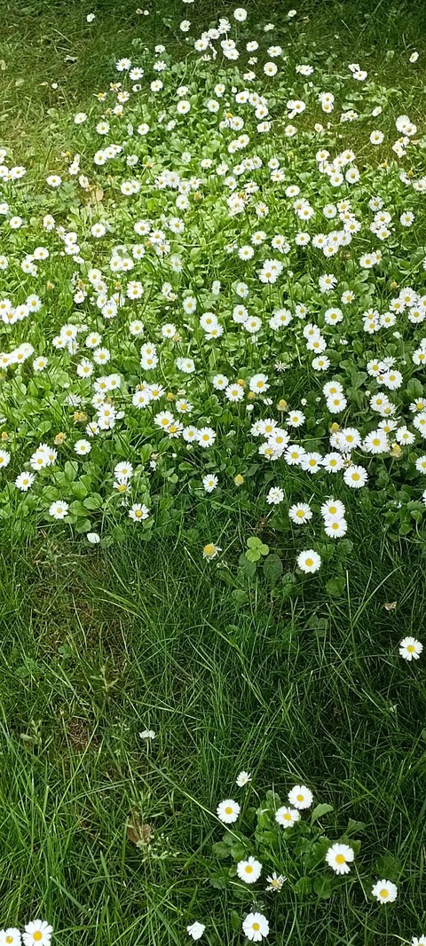 meadow, plant वॉलपेपर