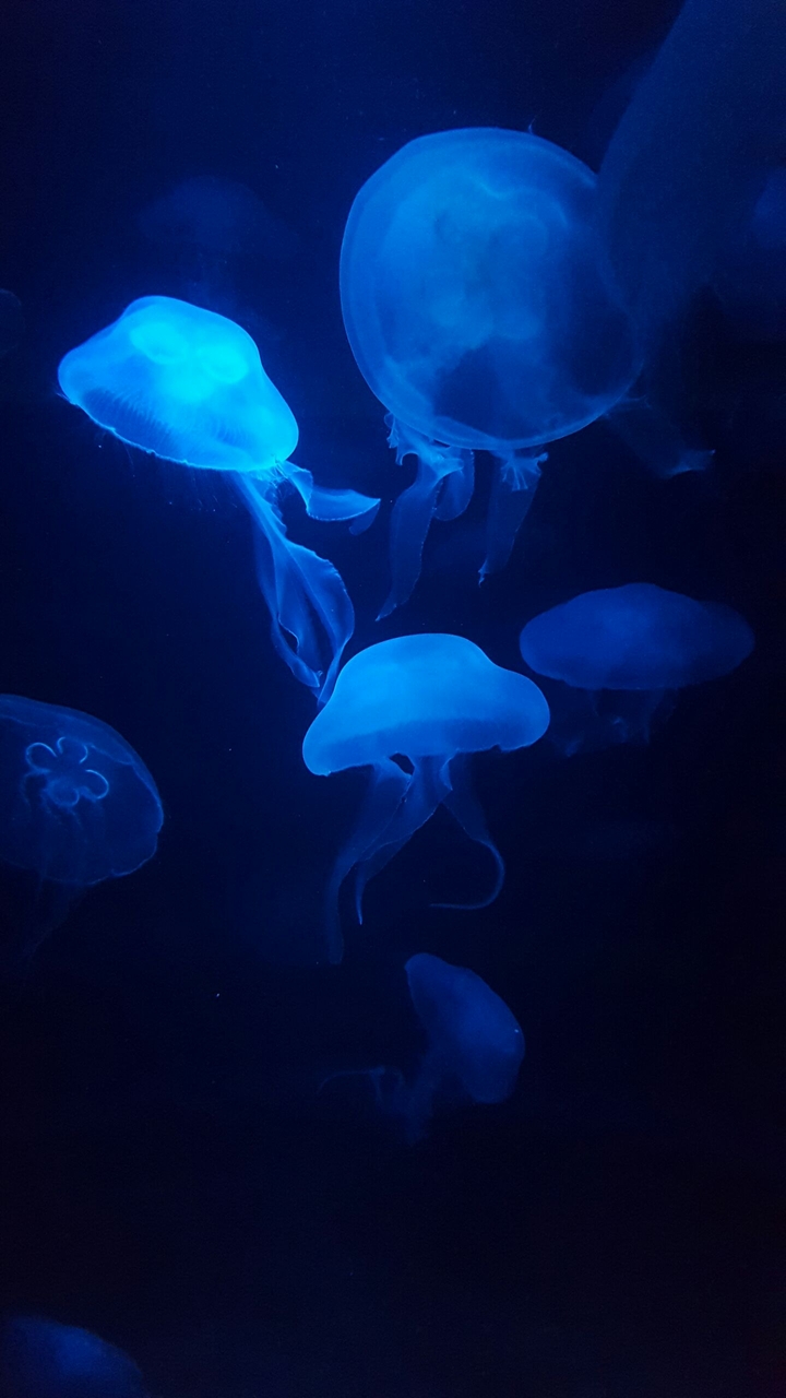 Jellyfish
