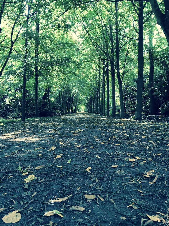 Woods