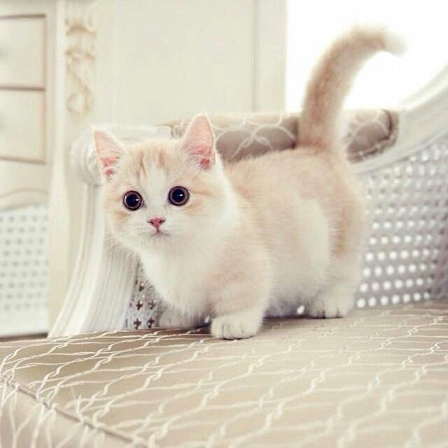 милый котенок