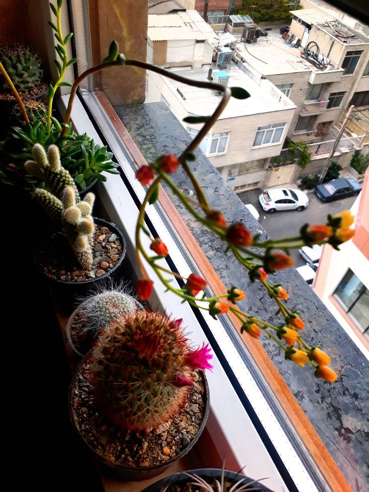 cactus
