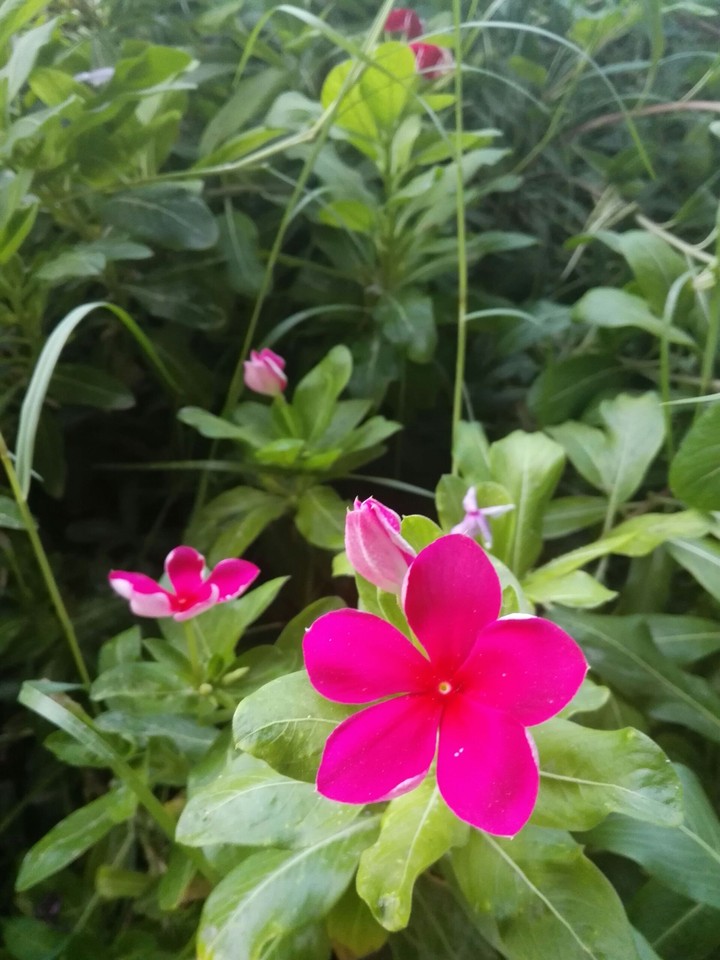 flower