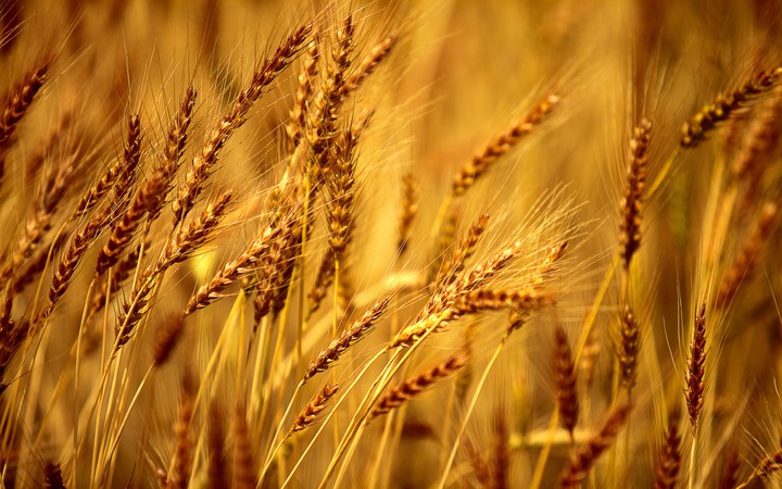 Fields of gold ...