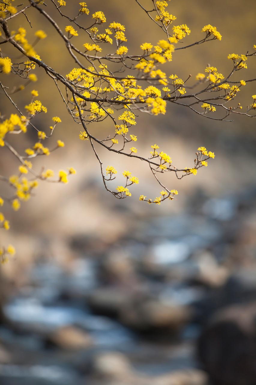 Spring Coming