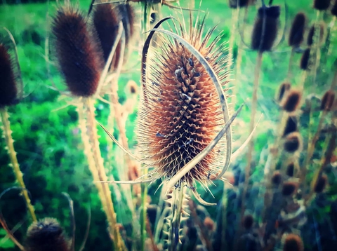 Wild nature