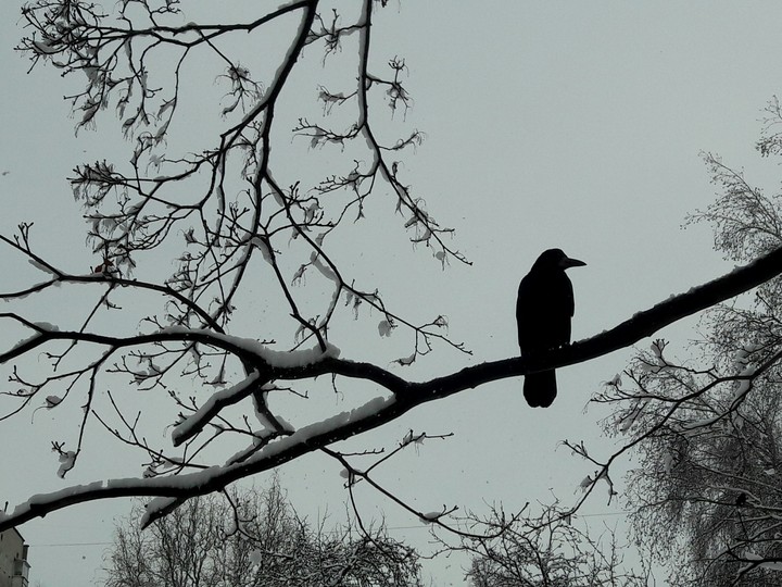 Raven