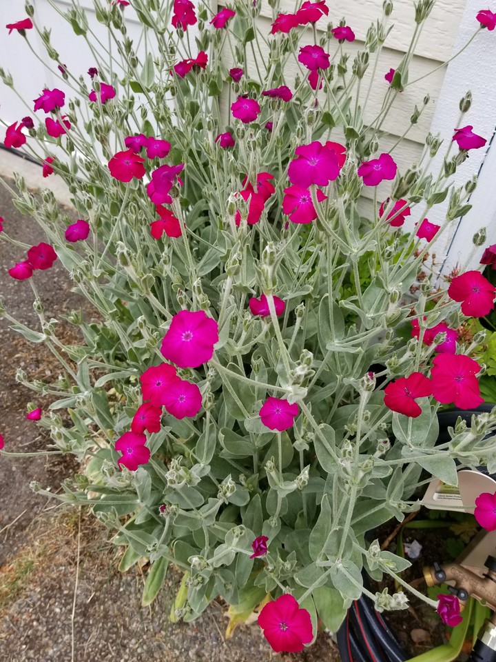 2017 garden